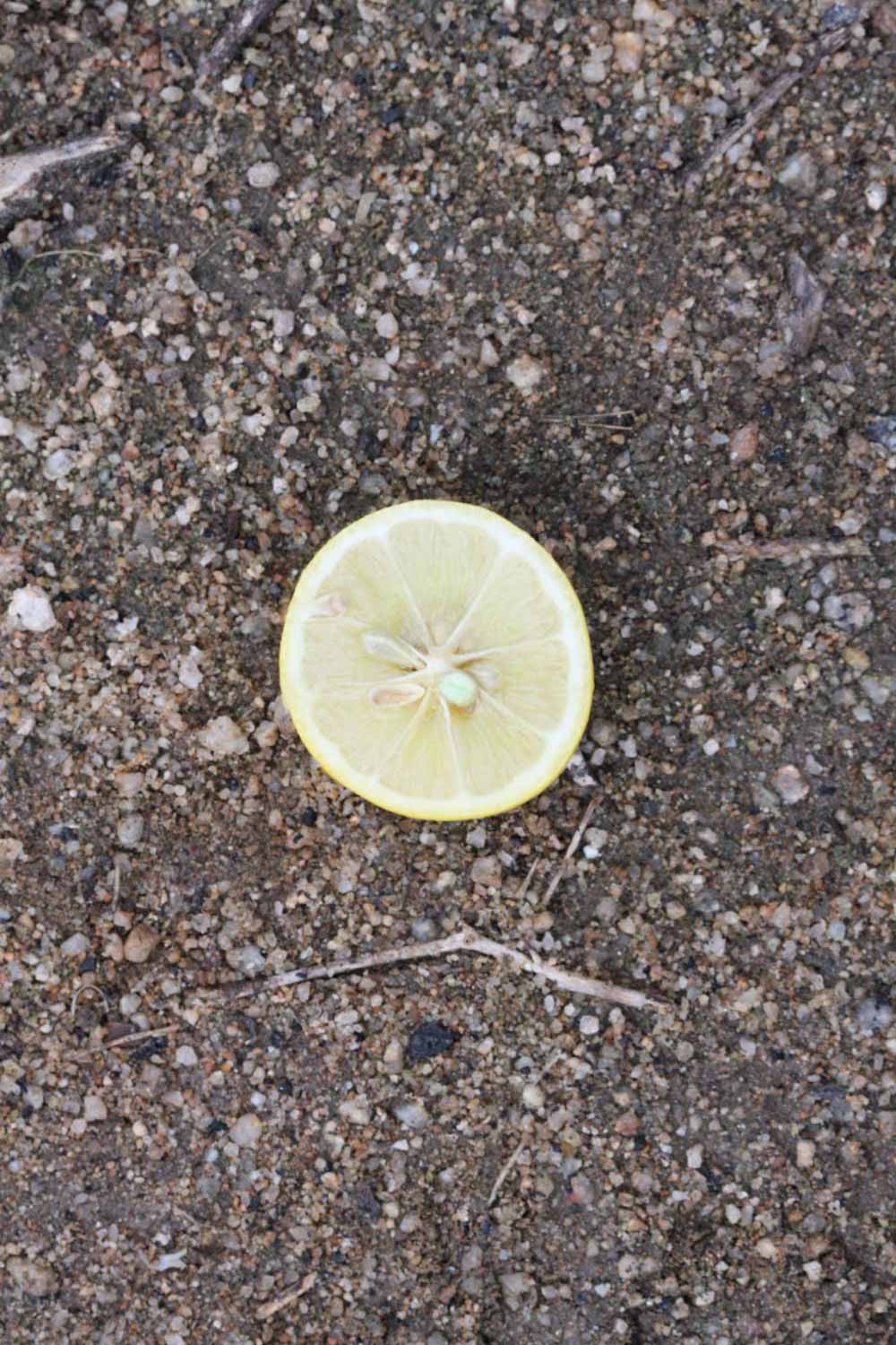              Fruit cross-section of Eustis limequat (Riverside,   CA)       